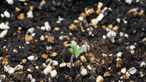 Time lapse of cannabis growing leaf moving up after get light Stock Footage 162871402