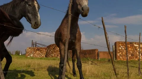 Time lapse Cape Riding and Nooitgedachter horses behind fence Close up Low angle Stock Footage 155385274