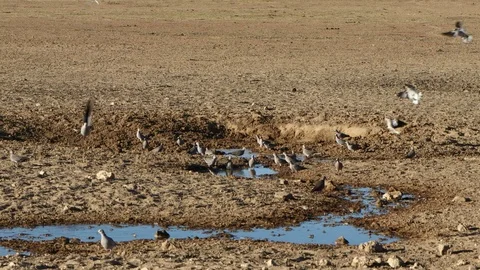 Time lapse of Cape turtle doves at a waterhole, Kalahari desert, South Africa Stock Footage 107040440