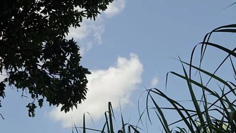 Time-lapse captures drifting clouds and wind-blown tree leaves moving east to we Stock Footage 336897496