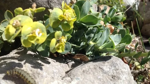 Time lapse of a caterpillar Stock Footage 75958114