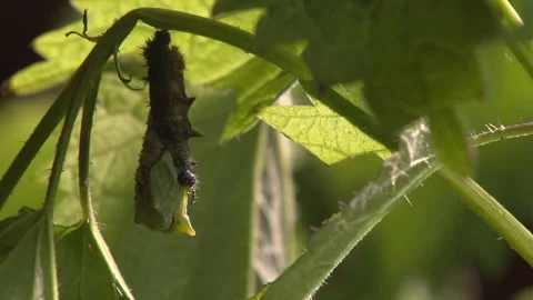Time lapse of caterpillar pupating close up Stock Footage 330451938