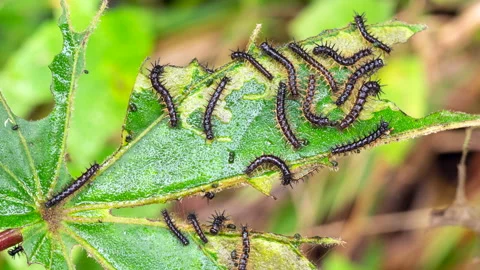 Time lapse of caterpillars eating a rainforest leaf Stock Footage 168595058