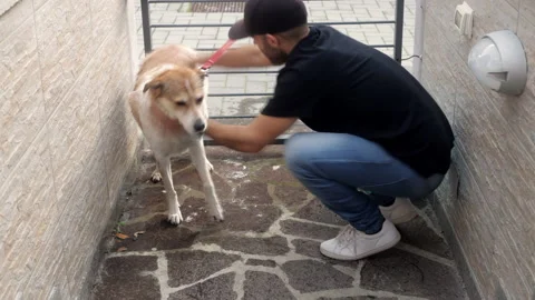 Time lapse: Caucasian man washes his white and brown dog outdoors in the garden Stock Footage 143220023