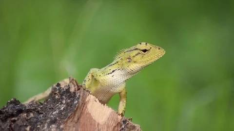 Time lapse chameleon looking around on the tree - time lapse footage Stock Footage 103467698