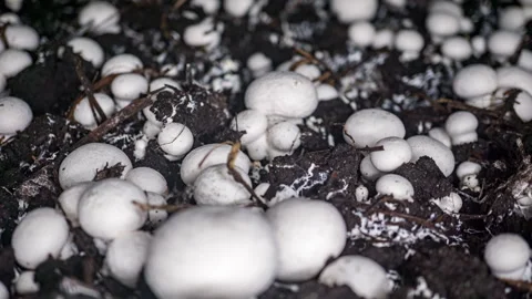 Time lapse of champignons growing on a farm Stock Footage 262993279