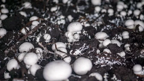 Time lapse of champignons growing on a farm Stock Footage 264008460