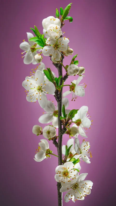 Time Lapse of Cherry Blossom Branch on Purple Background Vertical 9:16 Stock-Footage 155166154
