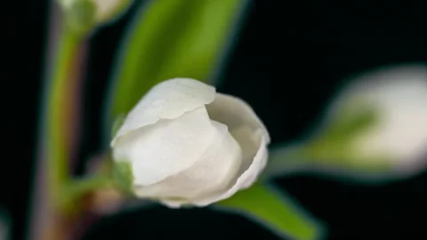 Time lapse of cherry blossom opening in macro photography on black background Stock Footage 284771268