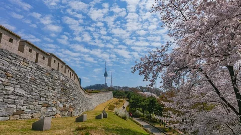 Time Lapse Cherry blossom in spring and namsan Seoul Tower Stock Footage 106435976