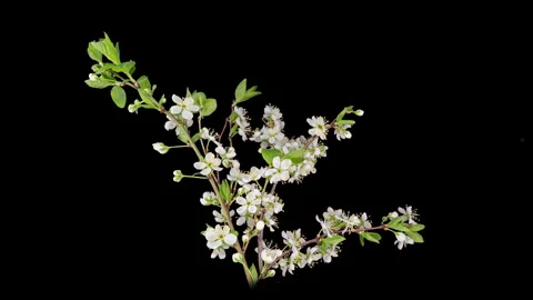 Time lapse of cherry blossoms blooming on a black background, rotation of the Stock Footage 276959288