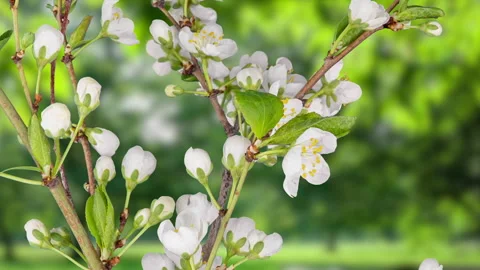 Time lapse of cherry blossoms blooming on a background of green trees, rotation Stock Footage 284770547