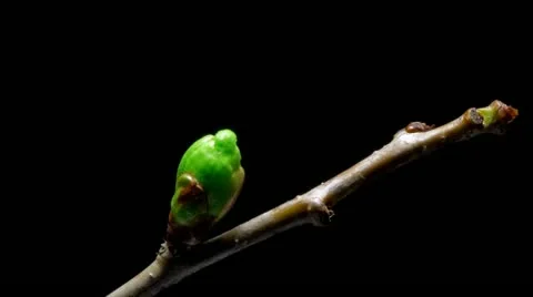 Time-lapse cherry flowers bud growing - isolated on black background Stock Footage 10919917