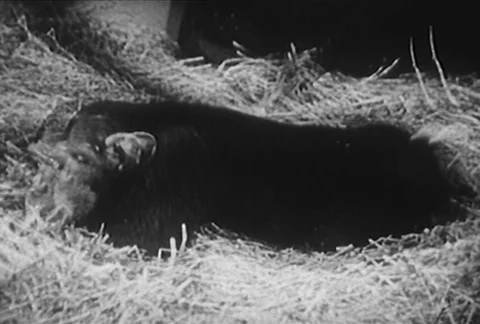 Time lapse chimpanzee transforming into capuchin monkey, 1950s Video stock 95347113
