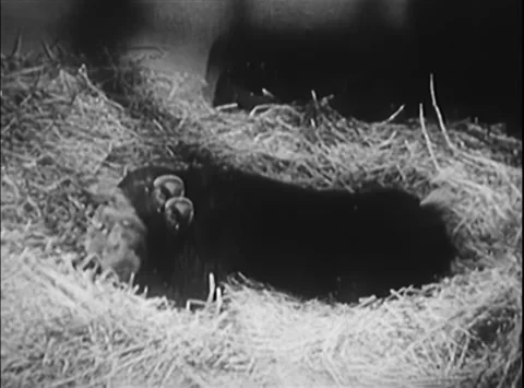 Time lapse chimpanzee transforming into capuchin monkey, 1950s Stock Footage 260258788