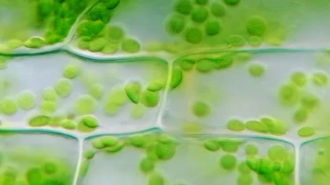 Time lapse  of chloroplast movement in  Elodea cells under . DIC Stock Footage 315971024