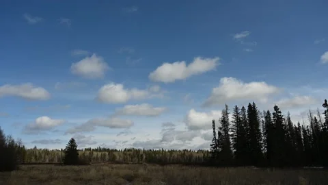 Time lapse of churning white clouds in a blue sky above a boreal forest  Stock Footage 153096985