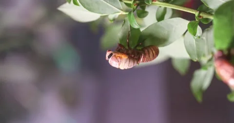 Time-lapse of a cicada hatching Stock Footage 154421353