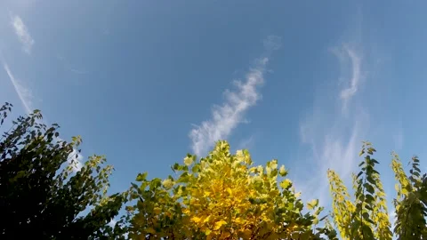 Time lapse of cirrus clouds on blue sky with branches with autumn leaves Stock Footage 164054651