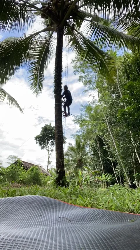 Time lapse climb coconut tree Stock Footage 222094528