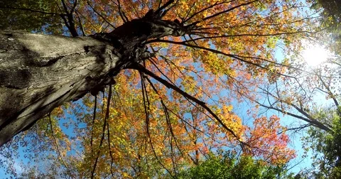 Time Lapse Clip of a Maple Tree in Autumn looking up with slow rotation Stock Footage 81377204