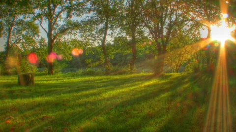 Time lapse clip of sunrays through trees Stock Footage