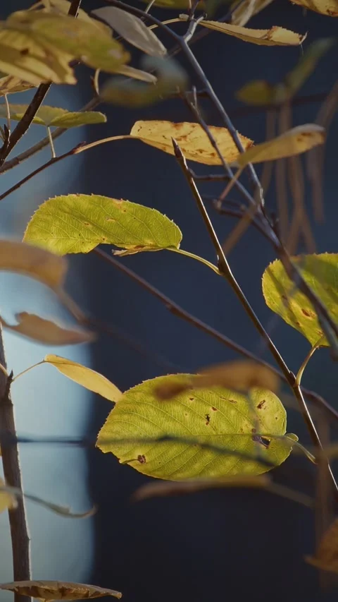 Time lapse close autumn branches with yellow leaves, bokeh background, ladybug Video stock 341346136