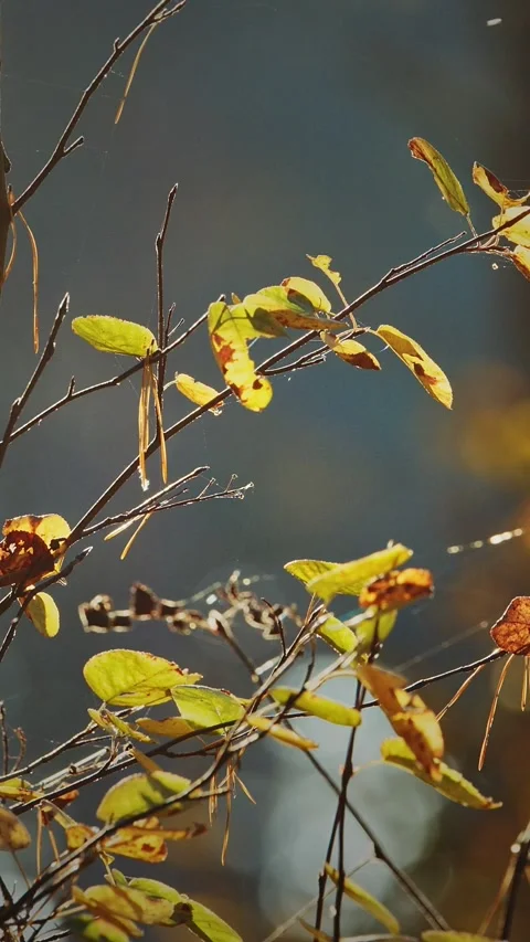 Time lapse close autumn branches with yellow leaves, bokeh background, ladybug Video stock 341362525