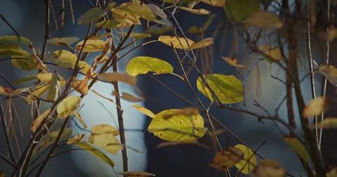 Time lapse close autumn branches with yellow leaves, bokeh background, lady.. Stock Photos