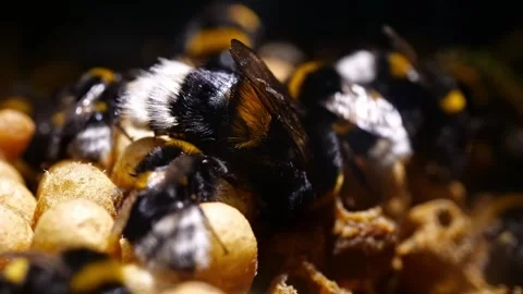 Time-Lapse Close-Up of Bumblebee Queen Warming Brood – 4K Footage Stock-Footage 320671751