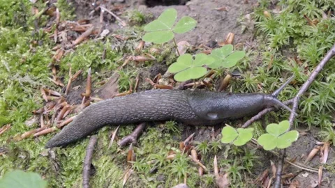 Time lapse close up of crawling slug on the forest path. Stock Footage 192394020