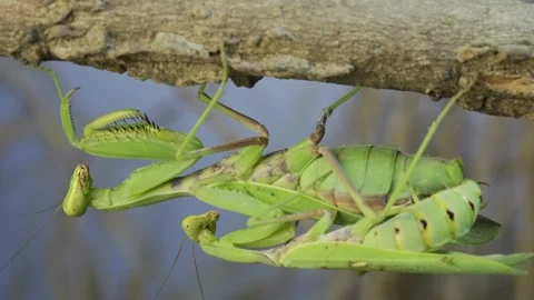 Time lapse, Close-up of mating process of praying mantises.  Stock Footage 230047343