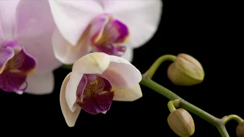 Time lapse, close up of a pink and purple orchid bud blooming into a flower Video stock 95375762