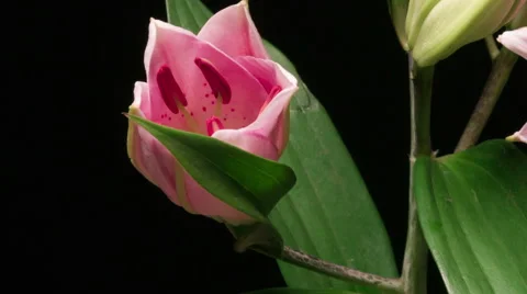 Time Lapse, Close-up Pink Lily Flower Blooming in Timelapse Stock Footage 40236663