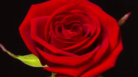 Time Lapse, Close-up Red Rose Flower Blooming in timelapse Stock Footage 40236914
