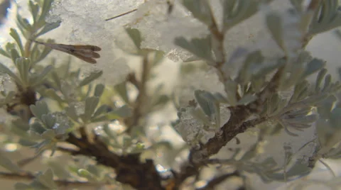 Time-lapse close-up shot of snow melting on a tree in Utah Stock Footage 52328204