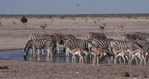Time lapse close-up view of a diverse herd of animals including Stock Footage 144238628