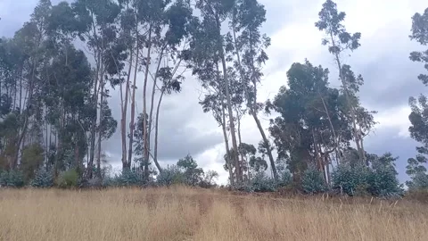 Time lapse of close up yellow grass with trees Stock Footage 293093623