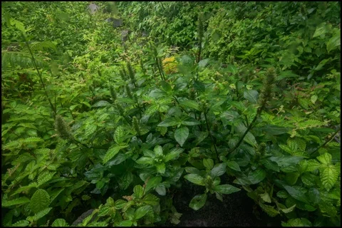 Time lapse closeup of plants in rain forest Stockbeeldmateriaal 91119832