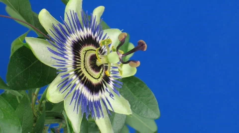 Time-lapse of closing passiflora 3b against blue background Stock Footage 398109