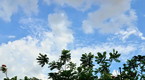Time lapse cloud and tree Stock Footage 32325147