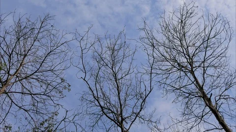 Time lapse of cloud on dead tree. Vídeos de archivo 120837862