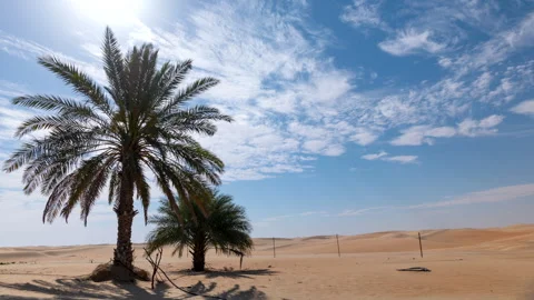 Time lapse cloud motion in the desert with oasis dates palm tree Stock Footage 279896648