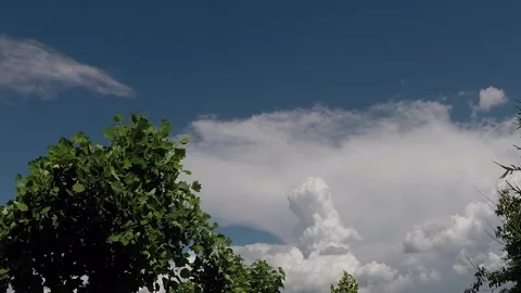 Time lapse of Cloud  with Tulip tree green(Liriodendron tulipifera) Stock Footage 138889468