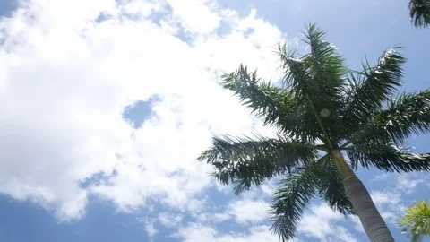 Time Lapse of Clouds Above Palm Tree Stock Footage 77093774