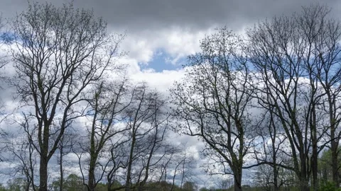 Time lapse of clouds above towering Oak trees Stock Footage 336009336