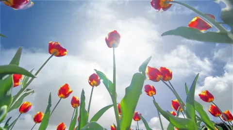 Time lapse of clouds and blue sky  and tulips 스톡 동영상 49425560
