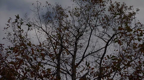 Time lapse of Clouds and a fall tree 스톡 동영상 34483942