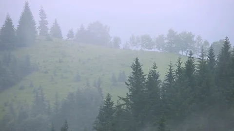 Time lapse clouds and fpg moving over pine tree highland forest. Foggy mornin Stock Footage 91930545