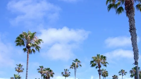 Time Lapse of Clouds and Palm Trees, La Jolla, San Diego, California Stock Footage 112841222